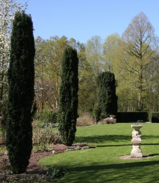 Taxus baccata 'Fastigiata Robusta'